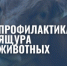Памятка населению по профилактике ящура животных - Администрация г. Лесной