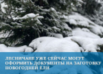Выдача разрешений на заготовку новогодних елей
