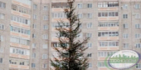 Сегодня состоится Новогодний праздник двора - Администрация г. Лесной